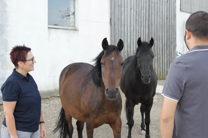 Menschen und Pferde im geschützten Rahmen