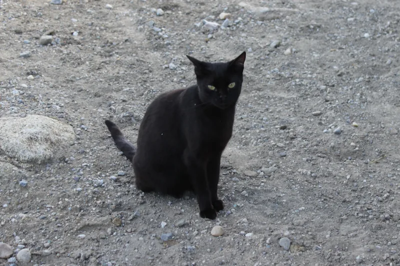 Unsere Katze Black Beauty auf dem Hof