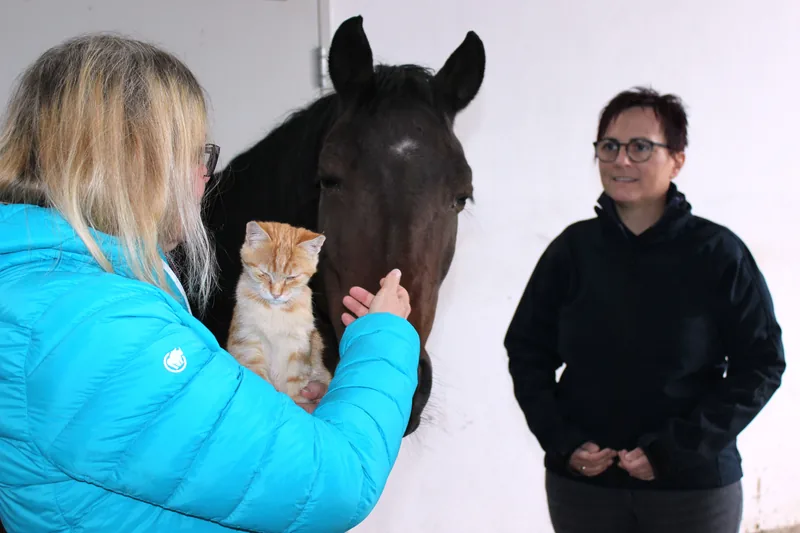 Katze und Pferd nebeneinander und miteinander