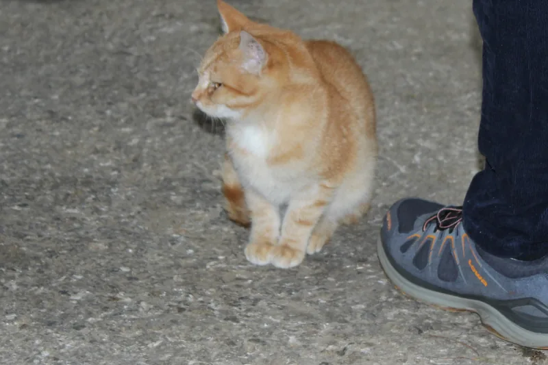 Kater Simba auf dem Hof