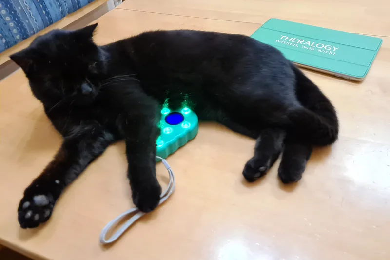Katze entspannt neben den Trainingsgeräten