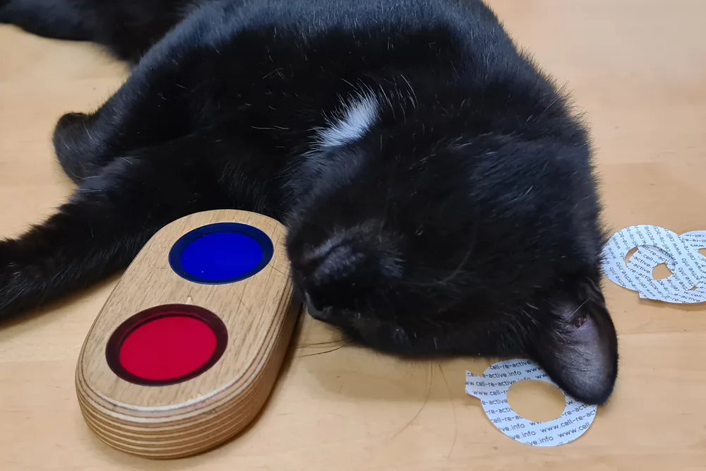Katze schläft neben den Trainingsscheiben