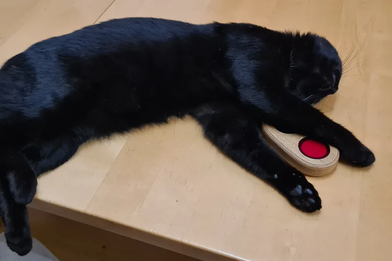 Katze ruht entspannt neben dem Biophotonenspiegel