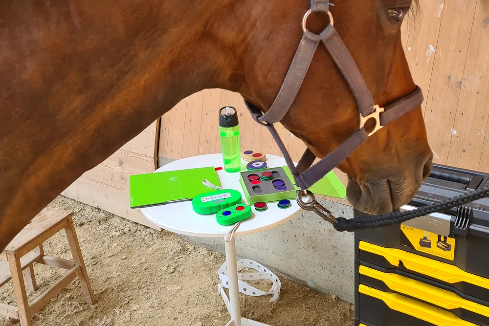 Anwendung bei einem Pferd im Stall