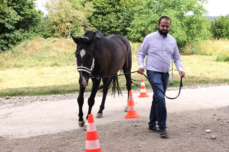 Person führt ein Pferd über einen Parcours