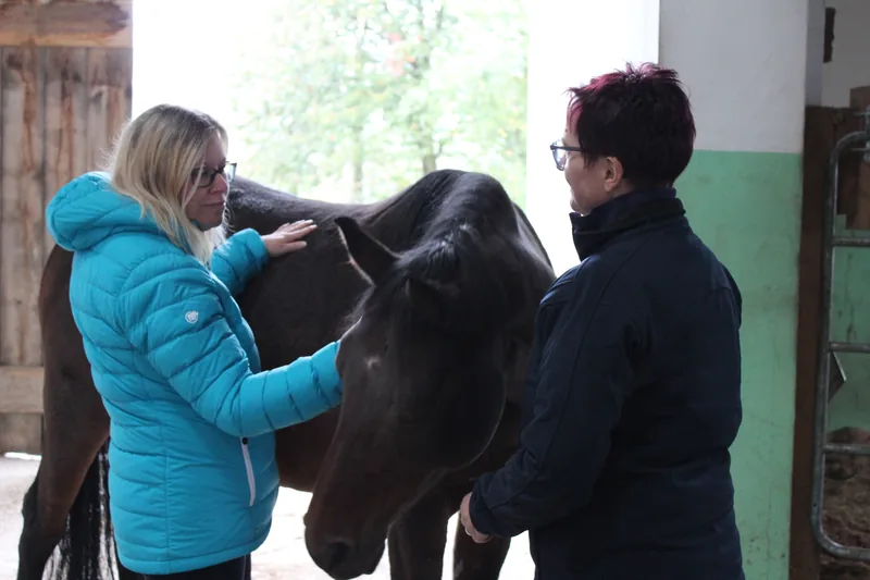 Ruhige Begegnung mit dem Pferd im Stall